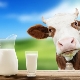 Gepasteuriseerde melk: wat is het en hoe bewaar je het, de voordelen en nadelen van het product?