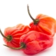 Habanero-peper: kenmerken, soorten en teelt