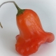 Pepper Bell: kenmerken en teelt