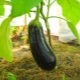 Waarom worden auberginebladeren geel?