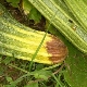 Waarom wordt courgette geel en hoe ga je ermee om?