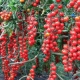 Rapunzel-tomaten: een beschrijving van de variëteit en de subtiliteiten van thuis kweken