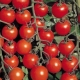 Populaire soorten tomaten