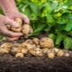 Aardappelen planten en verzorgen in Siberië en de Oeral