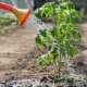 Het gebruik van ammoniak voor komkommers en tomaten