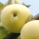 Recepten voor blanco's van appels Wit gieten voor de winter