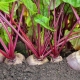 Welke planten kunnen in dezelfde tuin met bieten worden geplant?