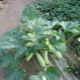 Met welke buren is courgette bevriend?