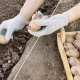 Schema's en methoden voor het planten van aardappelen