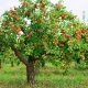 Hoe lang leeft een appelboom en waar hangt hij van af?