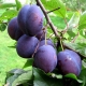 Plum Anna Shpet: kenmerken, planten en verzorgen