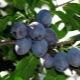 Pruim: botanische kenmerken van een boom en het effect van fruit op het menselijk lichaam