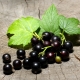 Currant Treasure: kenmerken en teelt van variëteiten 