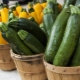 Courgetterassen: kenmerken en selectieregels