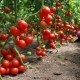 Compatibiliteit van tomaten met andere planten in dezelfde kas