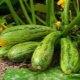 Manieren om ziekten en plagen van courgette te bestrijden