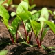 Data van het planten van bieten in Siberië en de Oeral 