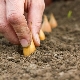 Technologie voor het planten van plantuien Tuinkop 