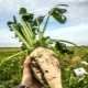 Technologie voor suikerbietenteelt