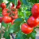 Tomato Sanka: variety description and cultivation features