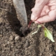 De subtiliteiten van het planten van bietenzaailingen in de volle grond