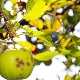 De appelboom heeft lichtgroene bladeren: hoe wordt dit uitgelegd en wat te doen?