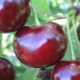 Cherry-cherry hybriden: beschrijving van variëteiten, bestuivers, planten en verzorgen