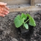 Alle details van het planten van komkommerzaailingen in een kas