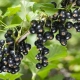 Memilih jenis blackcurrant untuk Ural