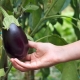 Aubergines kweken in de volle grond