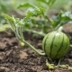 Kweken en planten van watermeloenzaailingen in de volle grond