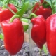 Paprika kasvatamine: seemnete ettevalmistamine, istutamine ja hooldamine