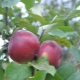 Apple tree Belarusian sweet: variety description and growing tips