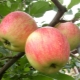 Apple tree 