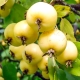 Golden Chinese apple tree: characteristics, planting and further care