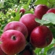 Apple tree Kovalenkovskoye: characteristics and agricultural technology