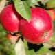 Malinovka apple tree: variety description and cultivation 