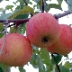 Appelboom Cadeau voor tuinders: rasbeschrijving en plantregels