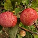 Apple tree Shtreifling (Autumn striped): description of the variety of apples, planting and care