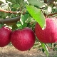 Apple tree 