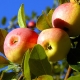 Appelboom Solntsedar: een beschrijving van de vruchten en de subtiliteiten van planten