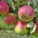 Appelboom Versheid: beschrijving en planttips