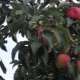 Apple tree Zhelannoe: description of the variety and tips on agricultural technology