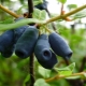 Honeysuckle Amphora: beschrijving, planten en verzorgen