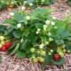 Ziekten en plagen van aardbeien en methoden om ermee om te gaan