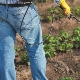 Hoe aardbeien te behandelen tegen ziekten en plagen tijdens de bloei?