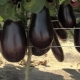 Hoe aubergine te voeren na het planten in een kas?