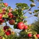 Hoe een appelboom voeden tijdens en na de bloei?