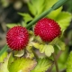 Decoratieve aardbeien: beschrijving van soorten en teelt