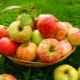 Appels bewaren: hoe en waar vers fruit thuis bewaren?